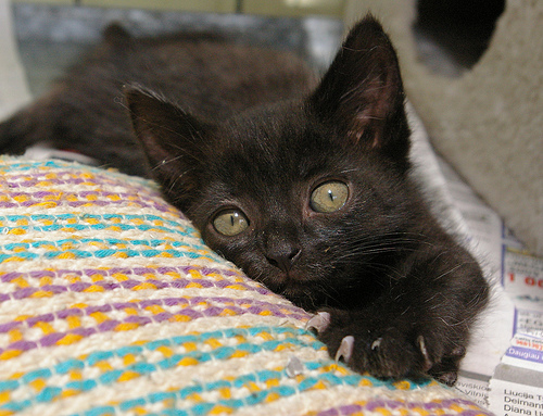 black kitten photo